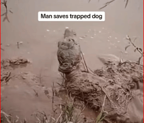 V2911029_Animal rescue#rescuedog #dogrescue #dogsoftiktok #foryoupage #foryou_part2