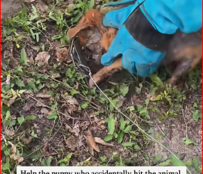 V1912016_Help puppy who accidentally hit animal trap to get out of troā¦_part2