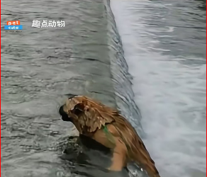 V1912013 A puppy fell into the water and was surrounded by onlookers, but luckily a brave boy stepped in to save it š¶š #dog #puppy #unexpected #touching #emotionalmoment #lifemoments Part 2