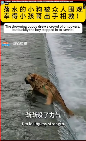 V1912013 A puppy fell into the water and was surrounded by onlookers, but luckily a brave boy stepped in to save it 🐶💙 #dog #puppy #unexpected #touching #emotionalmoment #lifemoments Part 2
