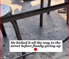 V1212027_poor pup trusted humans even after being hurt! #dog #rescue_part2