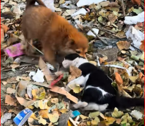 V2212025_#pet #fyp #xuhuong #trending #cat_part2