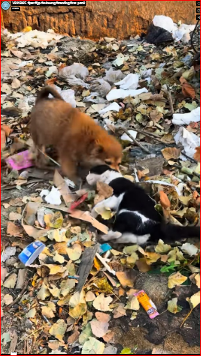 V2212025_#pet #fyp #xuhuong #trending #cat_part2