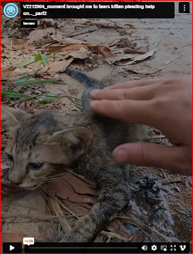 V2212004_moment brought me to tears kitten pleading help on…_part2