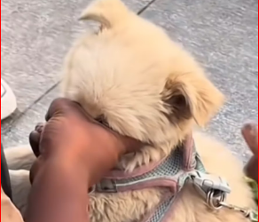 V2212015_#lovedogs #dog #viraltiktok #fyp #viral_part2