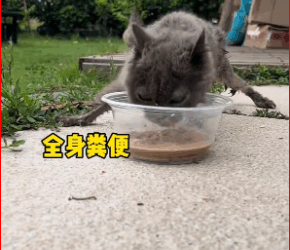 V2811006_Look at blue cat was thrown out by someone. It truly embodi…_part2