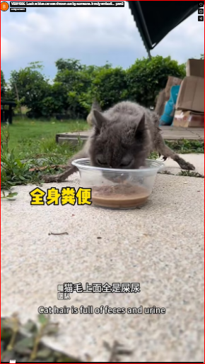V2811006_Look at blue cat was thrown out by someone. It truly embodi…_part2