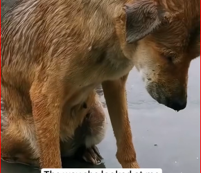 V2212014_saw mother dog dragging her dead puppies through heavy rain._part2