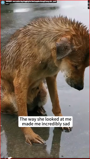 V2212014_saw mother dog dragging her dead puppies through heavy rain._part2