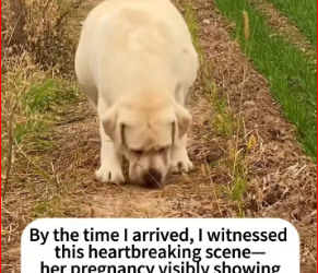 M2212001_Rescuing pregnant dog mom#dogsoftiktok #rescuedog #doglovers #rescu…_part2