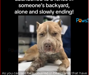 M2212002_He was used bait dog, abandoned to fence in someone backyard, a…_part2