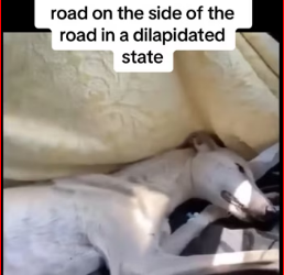 M2212003_Mother puppies was abandoned on road on side of_part2