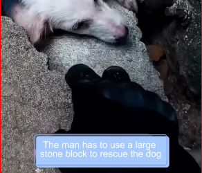 M2212004_Woof woof woof faint sounds tears your heart apart_part2