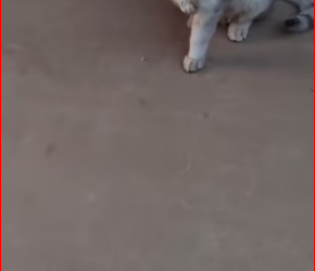 M2212006_#cat #catsoftiktok #poorcat_part2