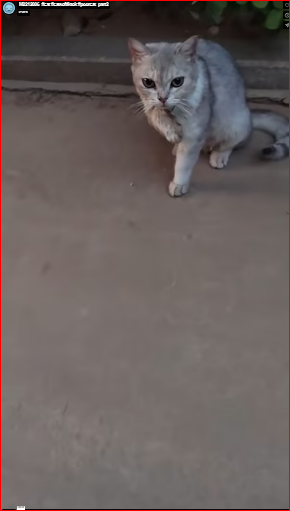 M2212006_#cat #catsoftiktok #poorcat_part2