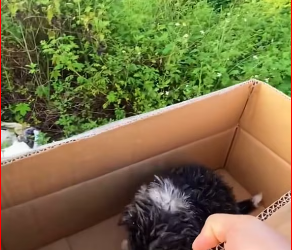 M2212007_Rescue a baby dog �������❤️❤️❤️❤️❤️❤️❤️#rescue #rescuedog #rescueanimals #dog #puppy #dogsoftiktok #animals #ani