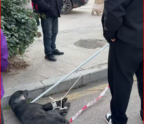 M2212008_Chance Encounter with an Abandoned Little Black Dog – Part 2