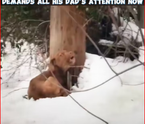 M2212009_Puppy abandoned! #dog #doglover #heartbreak #emotionalmoments_part2