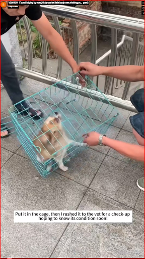 V2911011_Found it lying by road,hit by car its little body was shaking,m…_part2