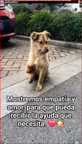 M2212010_Con amor y conciencia, aún puede recibir ayuda #PerrosConDiscapacidad #discapacidad #perros #ayuda #ayudaanimal #NoAl_p