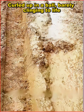 M2212016_dog is trapped in mud, unable to move, his life is on the…_part2