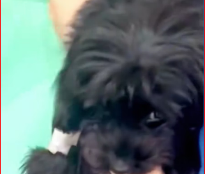 M2212017_Rescue an abandoned puppy on street #rescue #animals #animalsofti…_part2