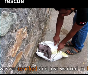 M2212018_Terrified in pain, puppy amazing transformation after rescue #res…_part2