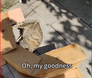 M2212019_very smooth rescue #savinganimals #animalrescue #animals #cat #stra…_part2