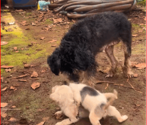 V1211026_war of white spotted brothers#doglover #dogvideos #dog_part2