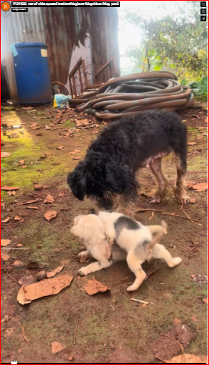 V1211026_war of white spotted brothers#doglover #dogvideos #dog_part2