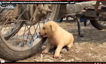 M2212020_#pet #cat #dog #funny #viral #trending #foryou #fyp #animal #recueani…_part2