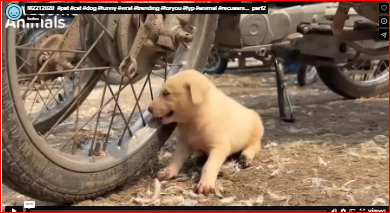 M2212020_#pet #cat #dog #funny #viral #trending #foryou #fyp #animal #recueani…_part2