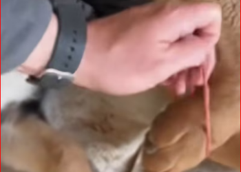 M2212022_scared barking of little dogcaught our attention, then….._part2