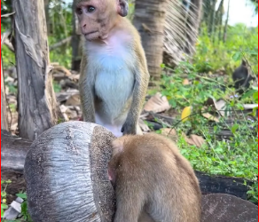 M2212023_#foryou #videomonkey #smartlittlebabymonkey cuteness overload mon…_part2