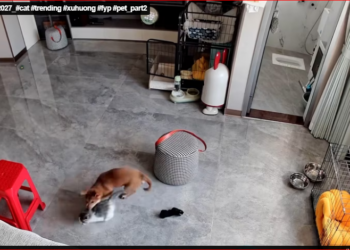 M2212027_#cat #trending #xuhuong #fyp #pet_part2