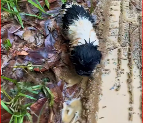 V1712018_found stray puppy on street on rainy day.#dog #rescue #fyp_part2
