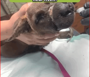 V2911001_His muzzle was embedded deeply rubber bands #fypシ #animal #resc…_part2