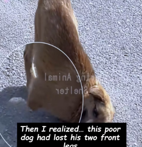 V1912007_Thanks saving him #animalshelters #petsoftiktok #rescuedog #l…_part2