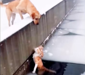 V0701007_Mutual rescue between animals. #cat #catsoftiktok #straycat #rescueca…_part2