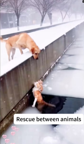 V0701007_Mutual rescue between animals. #cat #catsoftiktok #straycat #rescueca…_part2