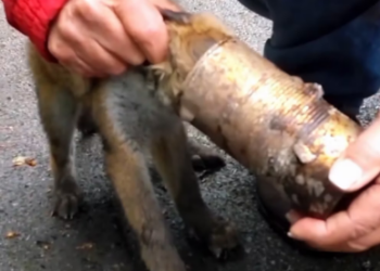 V0701008_Kind Heart Rescues Small Fox Whose Head Was Stuck in Discarded_part2