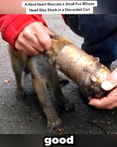 V0701008_Kind Heart Rescues Small Fox Whose Head Was Stuck in Discarded_part2