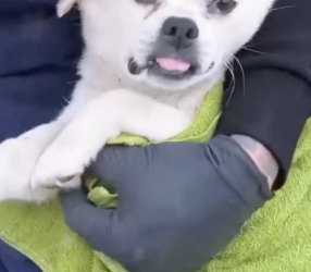 V100108poor mother dog was so devoted to caring her puppies she collapsed exhaustion by roadside part2