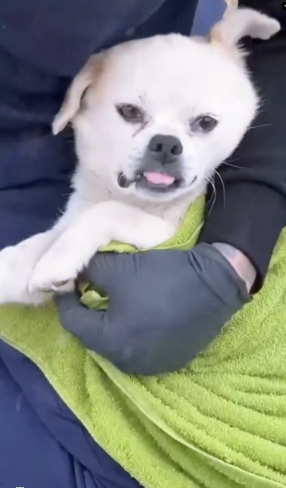 V100108poor mother dog was so devoted to caring her puppies she collapsed exhaustion by roadside part2