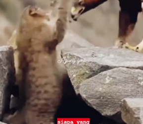 V1001010LAW OF JUNGLE part2