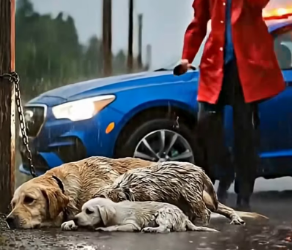 V100102 Homem bondoso resgata família de labradores abandonada #resgateanimal