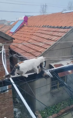 V100103 OMG #cat #trending #xuhuong #fyp #pet part2