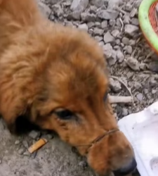 V100105 dog owner tied it up sent it to butcher shop.