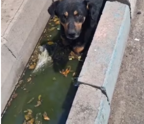 V1301003_was shocked when saw poor dog abandoned in water well. H…_part2