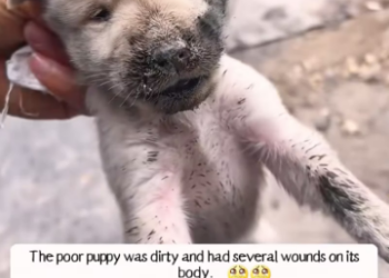 V1301004_Rescued poor puppy #rescue #rescueanimals #animals #puppy #fyp_part2